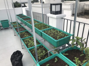 Hệ thống tưới rau thông minh