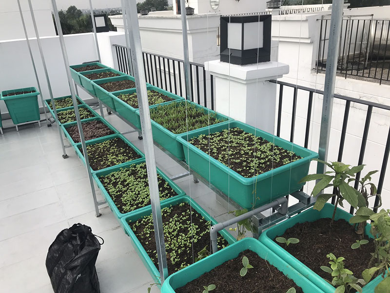 Hệ thống tưới rau thông minh