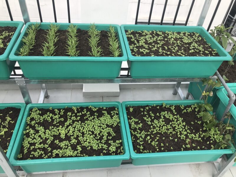 Hệ thống tưới rau thông minh