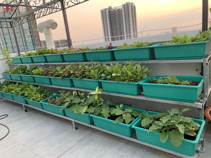 Hệ thống tưới rau thông minh