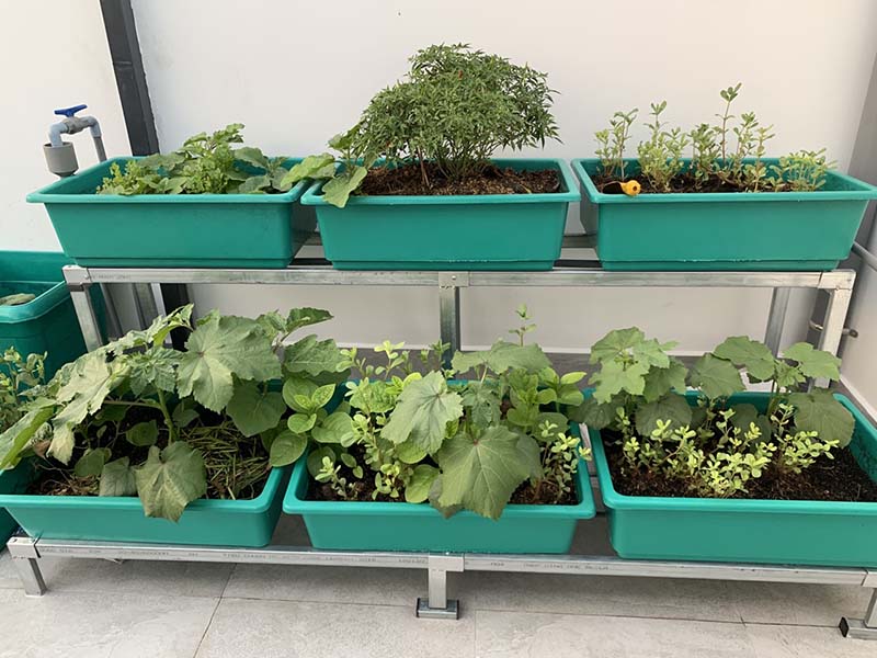 Hệ thống tưới rau thông minh