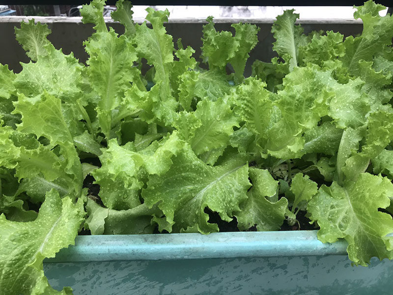 Hệ thống tưới rau thông minh