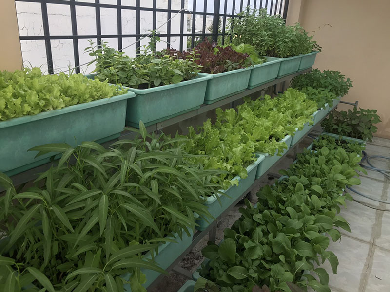 Hệ thống tưới rau thông minh