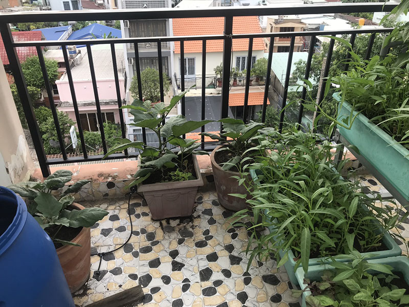 Hệ thống tưới rau thông minh