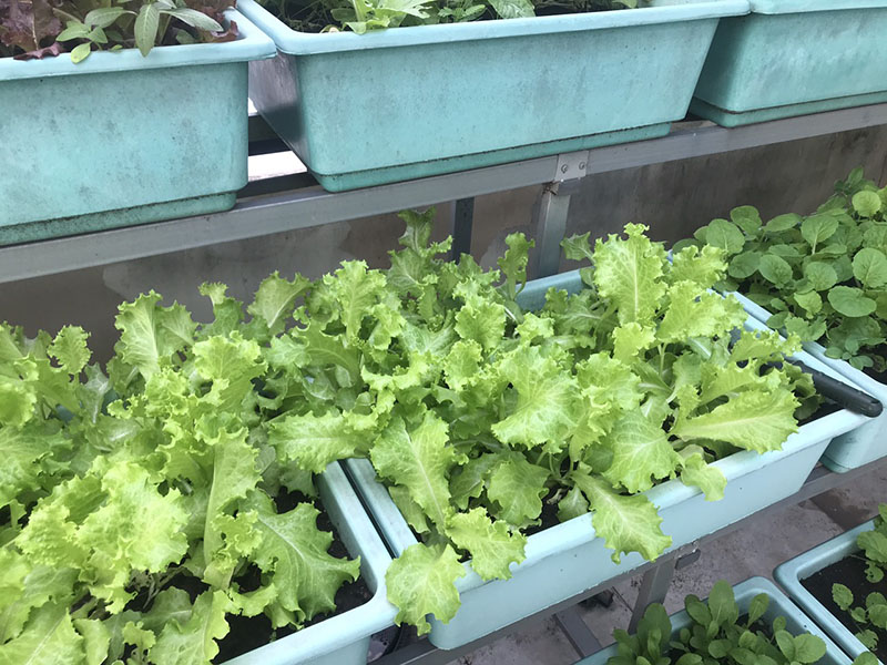 Hệ thống tưới rau thông minh