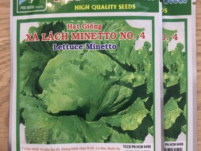 Hạt giống rau xà lách Minetto