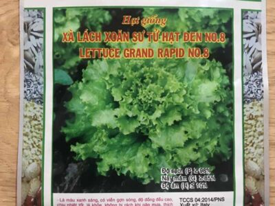 Hạt giống xà lách xoăn sư tử hạt đen