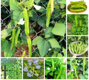 Trồng đậu rồng trong chậu