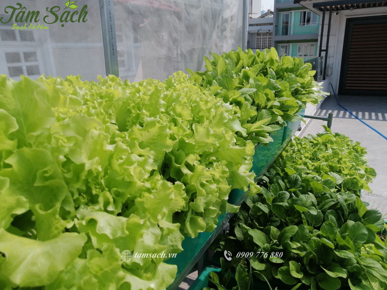 Thiết kế kệ trồng rau sạch Thiết kế kệ trồng rau sạch