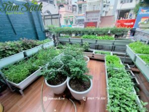 Thiết kế vườn rau mini