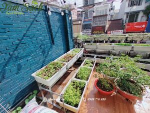Thiết kế vườn rau mini