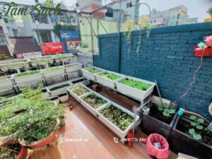 Thiết kế vườn rau mini
