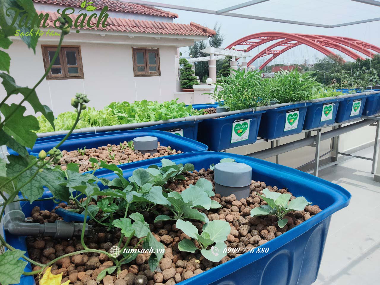 Mô hình trồng rau và nuôi cá tại nhà Anh Nhân - Khu Trung Sơn