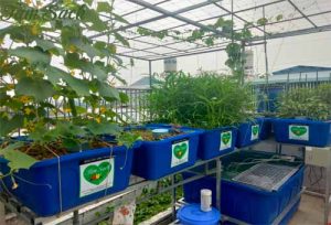 trồng rau thủy canh và nuôi cá.