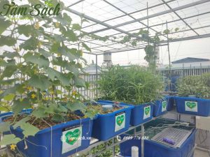 Trồng rau thủy canh và nuôi cá