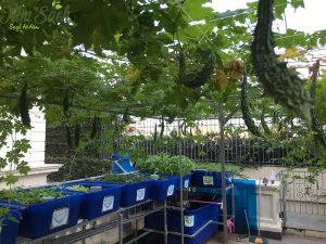 hình ảnh trồng cây khổ qua bằng hạt