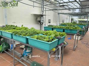 Vườn rau trên sân thượng