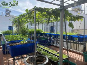 Vườn rau trên sân thượng