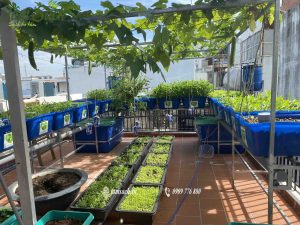 Vườn rau trên sân thượng