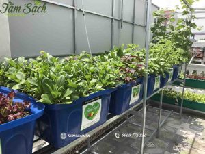 Lắp đặt hệ thống aquapponics