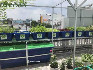 Lắp đặt hệ thống aquaponics