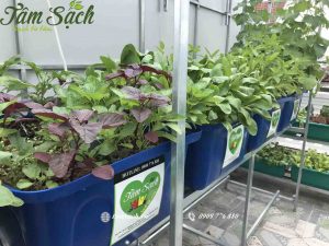 Lắp đặt hệ thống aquaponics