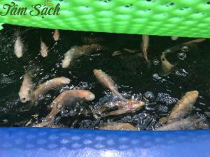 Lắp đặt hệ thống aquaponics