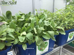 Lắp đặt hệ thống aquaponics