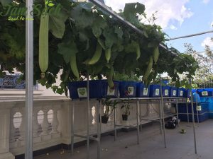 Cây dàn leo trồng Aquaponics