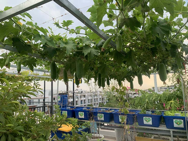 Cây dàn leo trồng Aquaponics