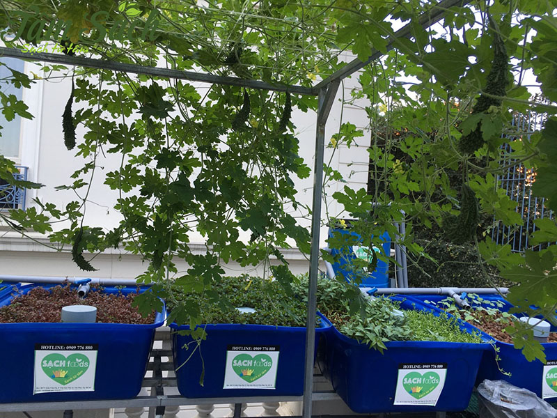 Cây dàn leo trồng Aquaponics