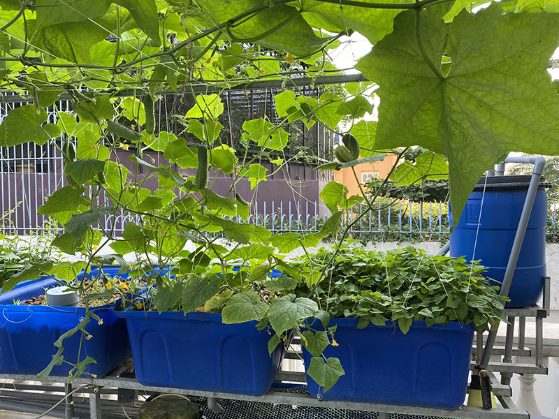 Cây dàn leo trồng Aquaponics