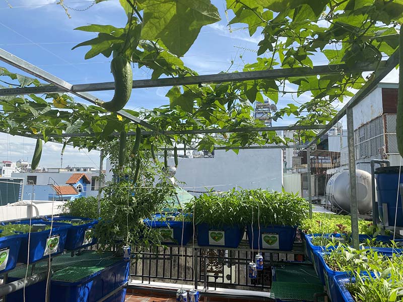 Cây dàn leo trồng Aquaponics