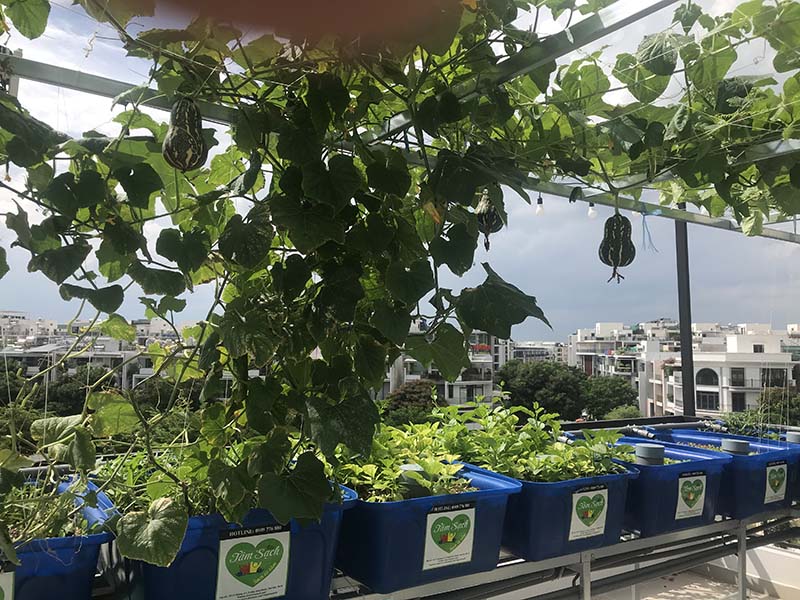 Cây dàn leo trồng Aquaponics