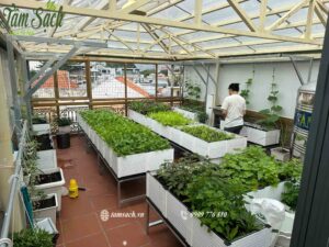 rau phát triển tốt trong chậu ghép