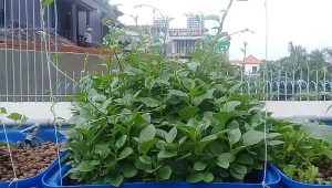 Công dụng cây rau mồng tơi