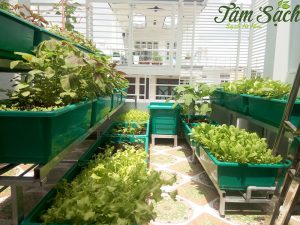 Lợi ích của các loại rau trồng trên sân thượng