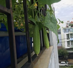 Trồng cây dưa chuột trong thùng xốp
