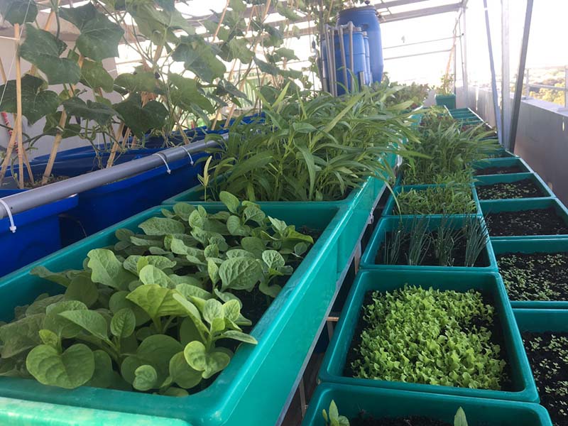 Trồng rau mồng tơi trong chậu