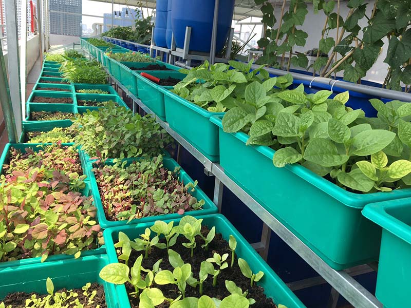 Trồng rau mồng tơi trong chậu