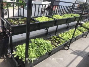 giàn trồng rau trên sân thượng