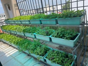 Bón phân hữu cơ cho rau sạch