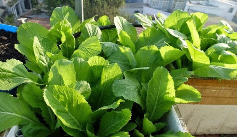 Cách trồng cải bẹ xanh