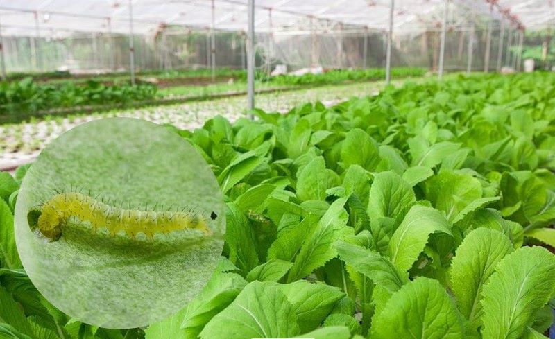 Cách trồng cải bẹ xanh
