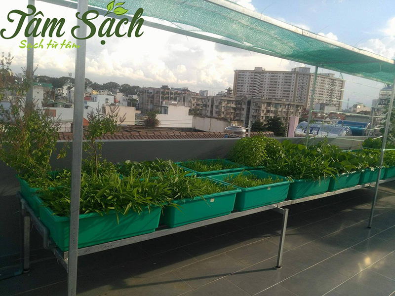 Giàn trồng rau trên sân thượng
