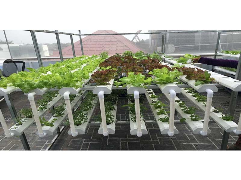 Hệ thống trồng rau thủy canh
