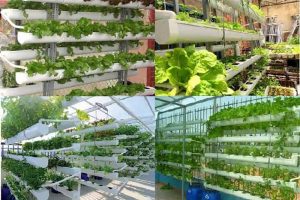 Hệ thống trồng rau thủy canh