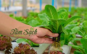 Mô hình thủy canh tĩnh