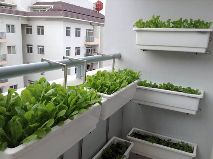 Thiết bị trồng rau tại nhà