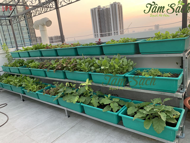 Thiết bị trồng rau tại nhà
